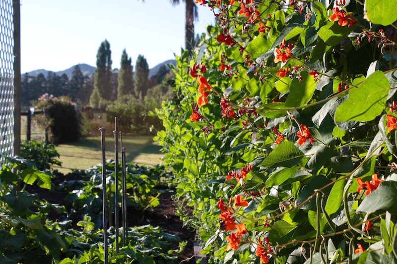 Scarlet runner beans in Mum's garden, Far North New Zealand