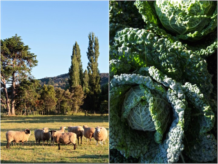 Rural New Zealand - Far North region