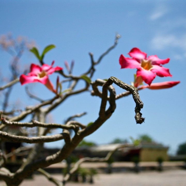 Bonsai inside the Citadel, Hue, Vietnam, 2011