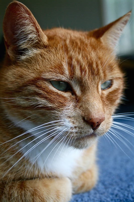 Genghis the ginger cat 2008