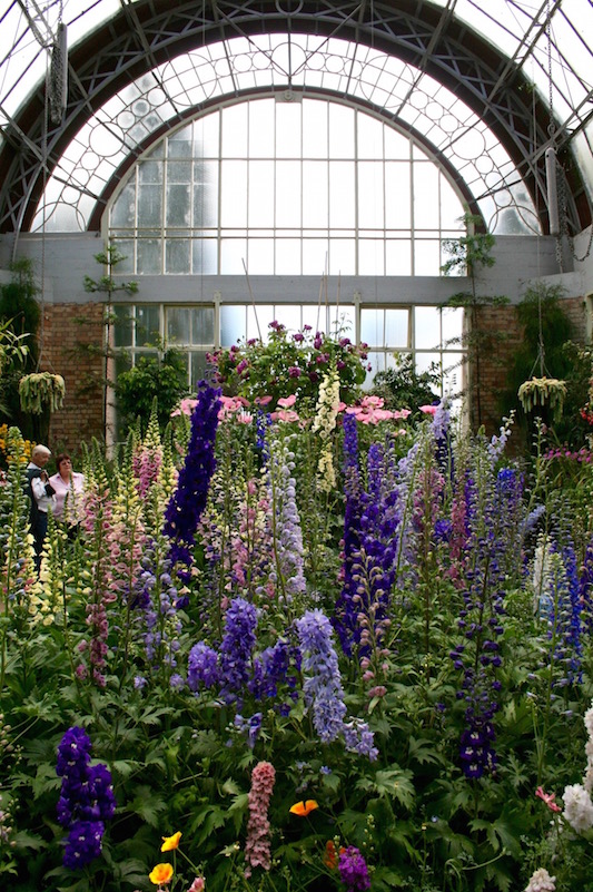 Lupins at the Wintergarden, Auckland 2010