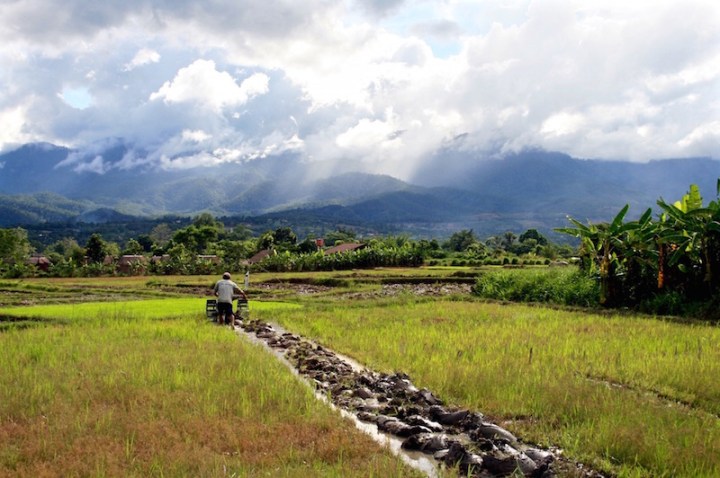 Rice fields in Pai, northern Thailand, 2011