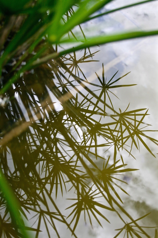 Shadows at the Wintergarden, Auckland 2010