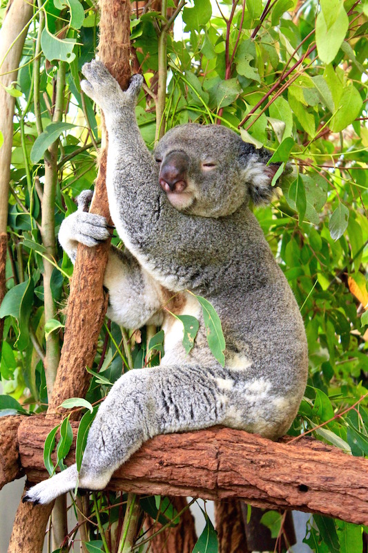 Sleepy Koala at Lone Pine Koala Sanctuary, 2014