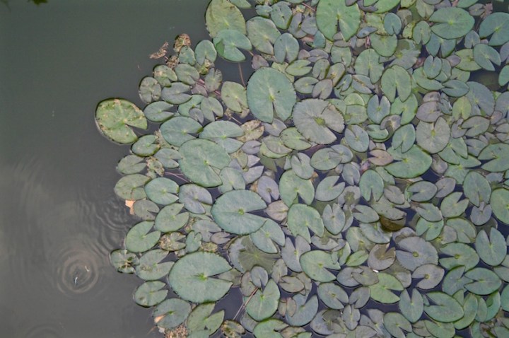 Waterlillies in Saigon aka Ho Chi Minh City, 2011