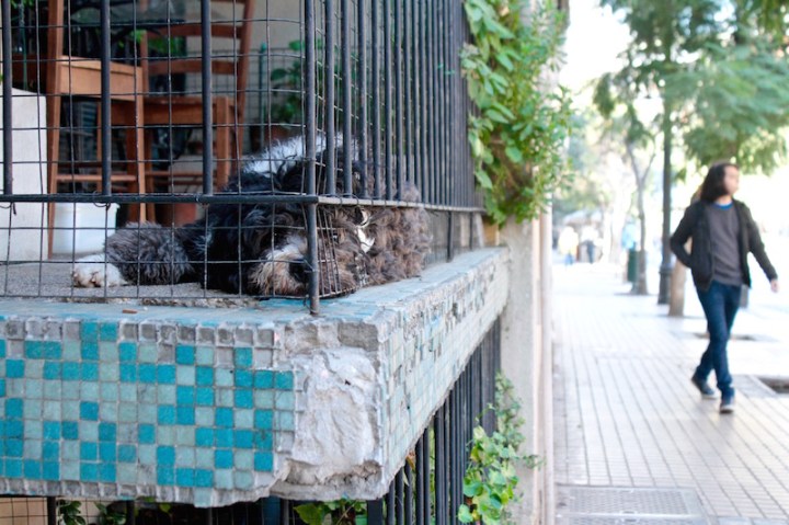 Pet dog relaxing on a street-level balcony, Barrio Lastarria, Santiago de Chile