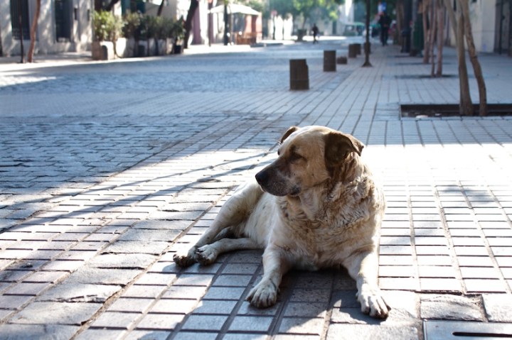Street dog guarding his patch, Barrio Lastarria, Santiago de Chile