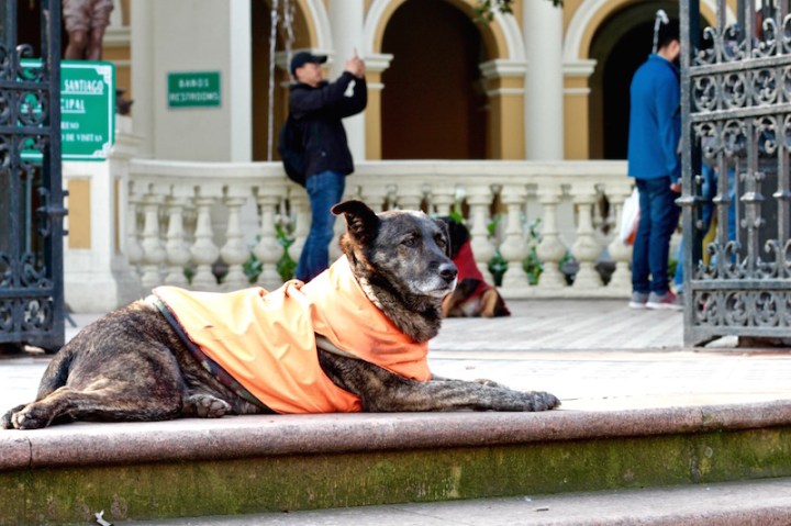 Street dog near Santa Lucia, Santiago de Chile