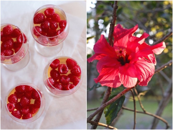 Raspberry Chardonnay Jelly and back lit red hibiscus