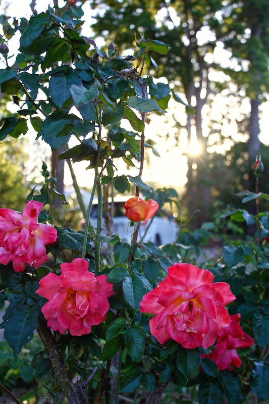 Sunrise coloured roses in the setting sun