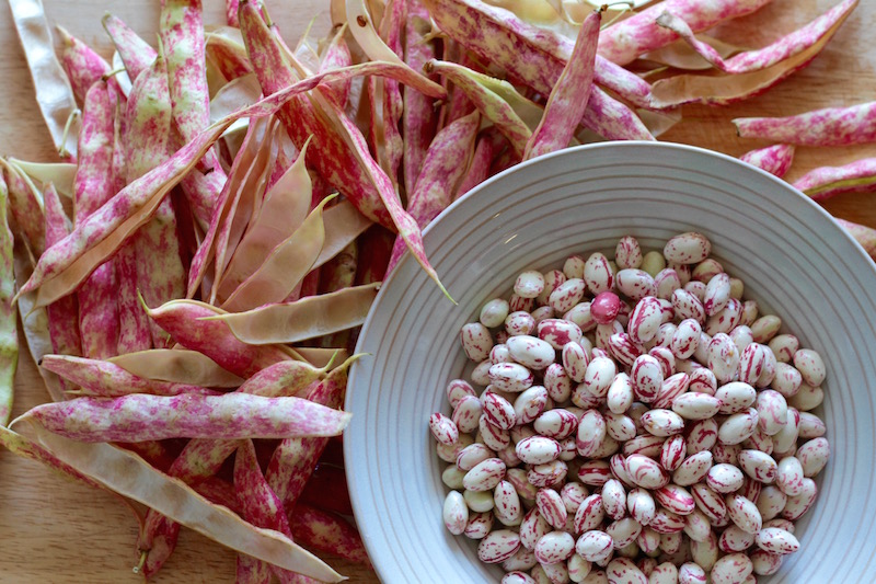Fresh borlotti beans from the market, March 2016