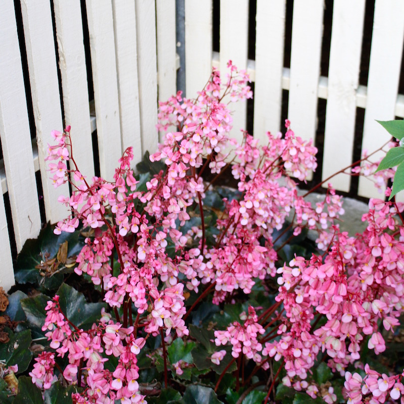 Weekend escape in Sunshine Coast hinterland, October 2016