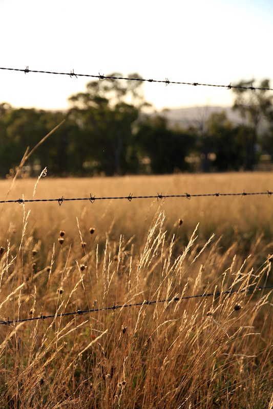 Golden grass in Stanthorpe, Southern Queensland, Australia
