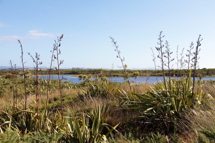 At Coca Cola Lake - Karikari Peninsula