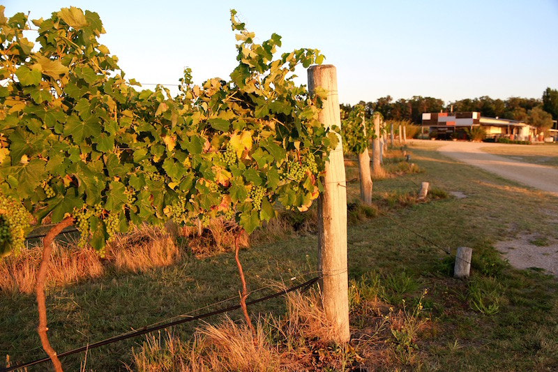At Ridgemill Estate Winery, Stanthorpe, Queensland Australia