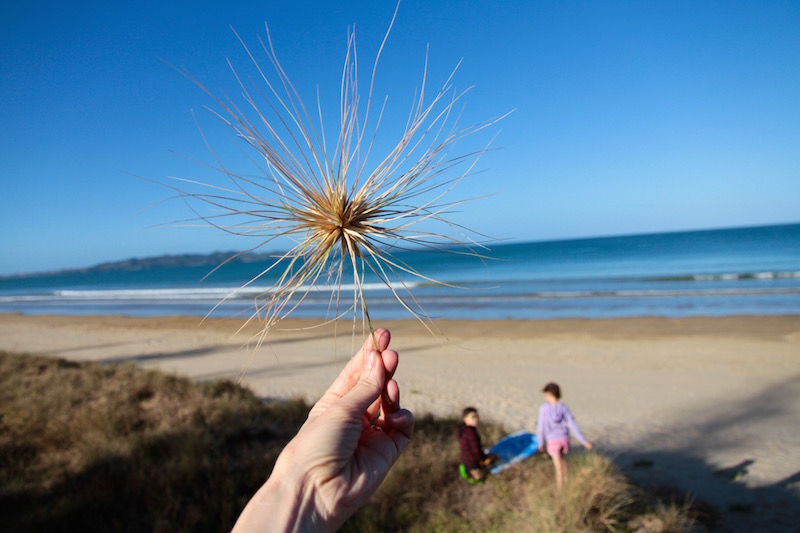 At Tokerau Beach, Karirkari Peninsula, Doubtless Bay New Zealand