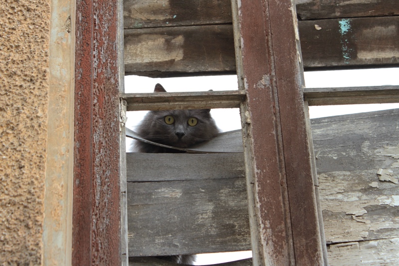 Hello Kitty Valparaiso Chile