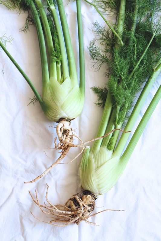 Baby fennel - about to become fennel-infused gin