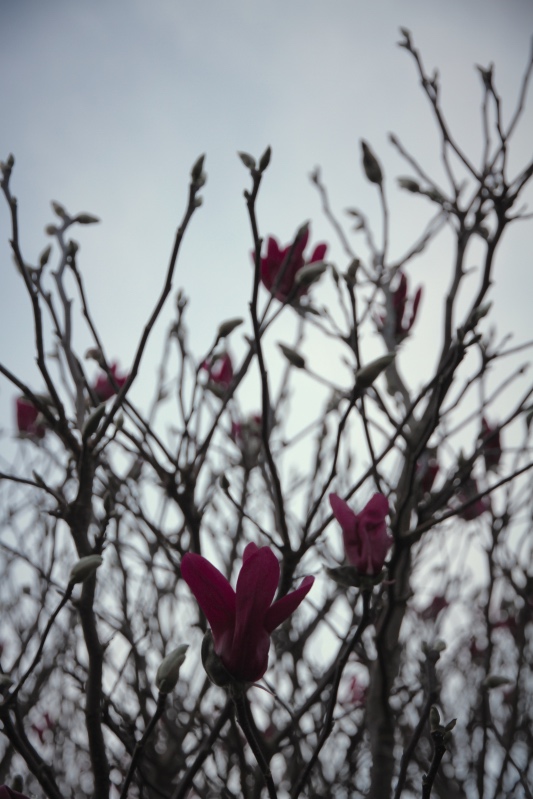 Flowering magnolia, grey day, at dusk - Far North New Zealand