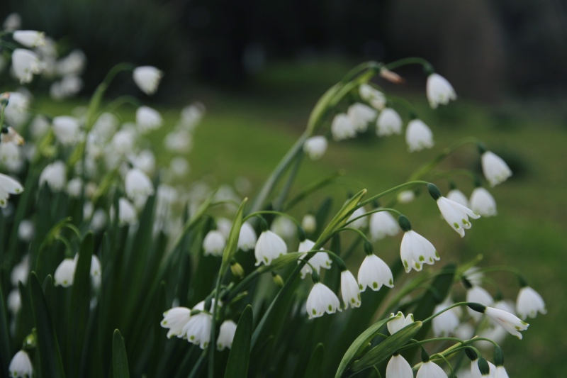 Snowdrops in the bottom paddock, Far North New Zealand