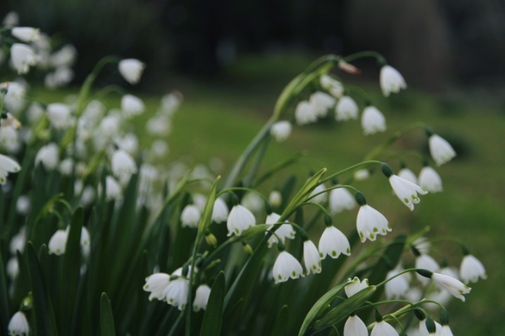 Snowdrops in the bottom paddock, Far North New Zealand