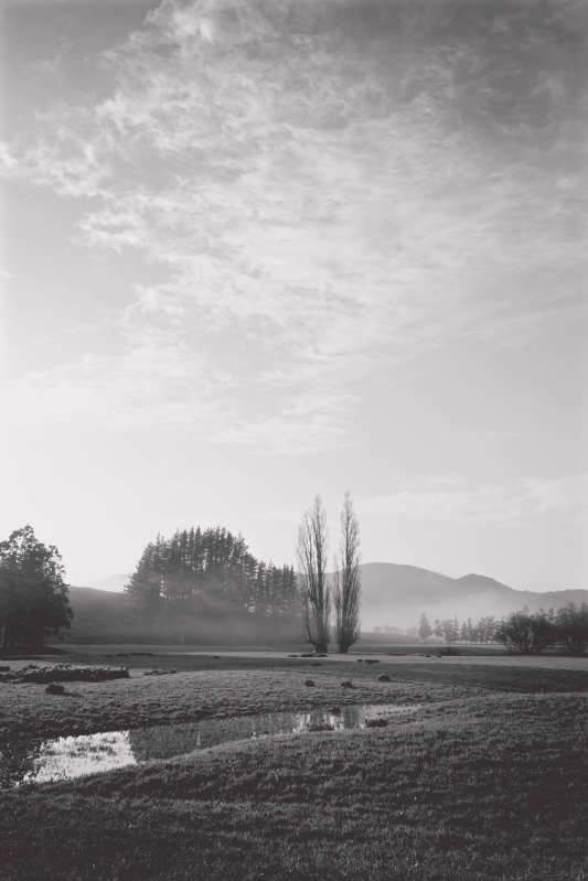 Misty morning in monochrome, Far North New Zealand