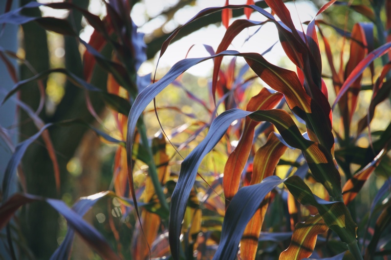 Rainbow foliage, Roma St Parklands, Brisbane