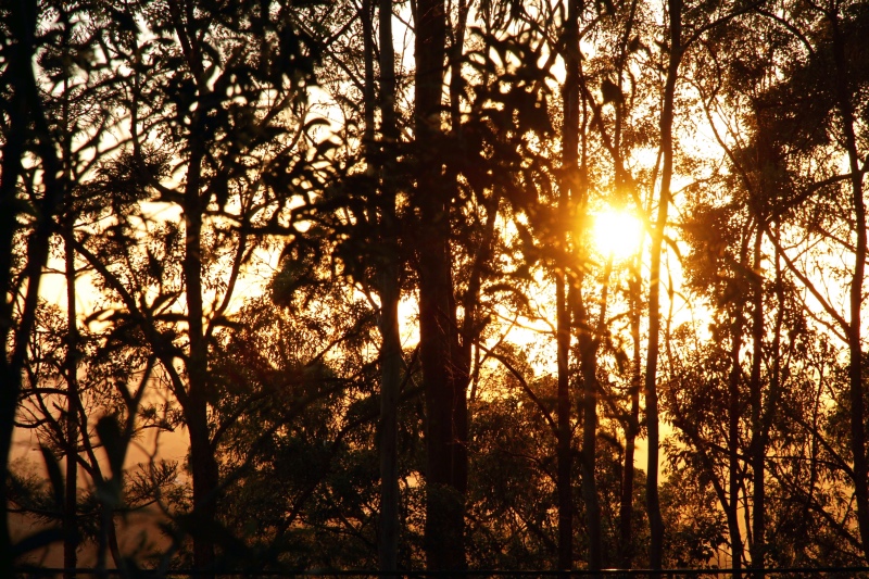 Sunrise through the bush, near Enoggera, Brisbane