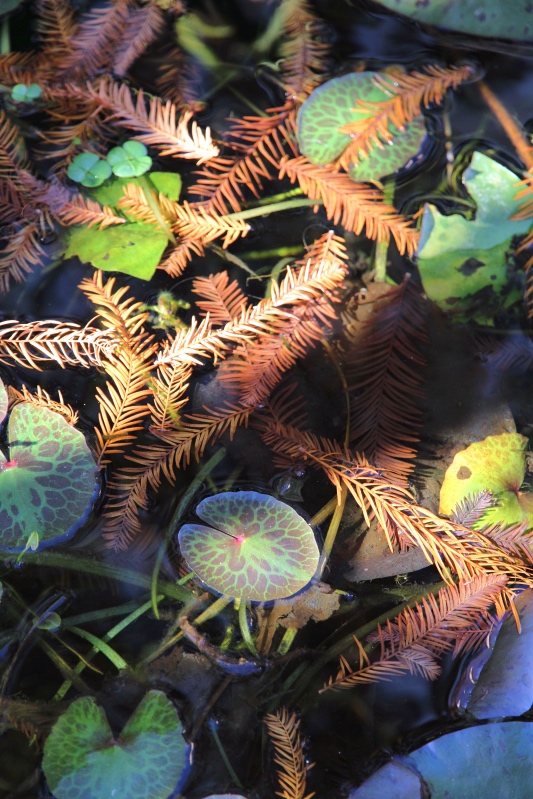 Beauty in the city, Chinatown, Brisbane