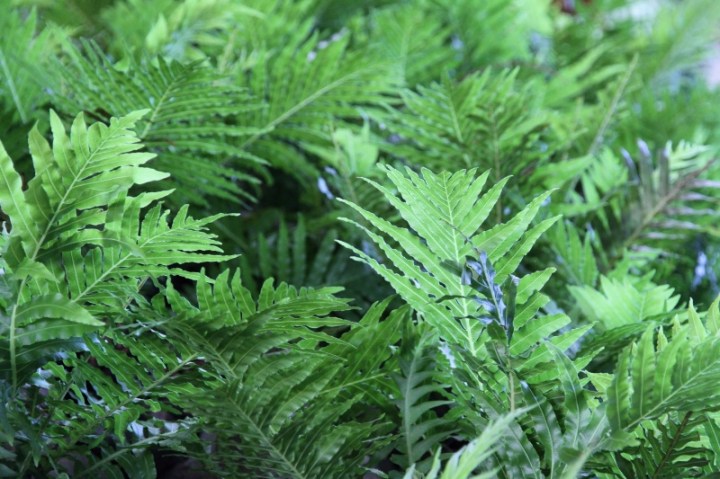 Cool green ferns, Roma St Parklands, Brisbane