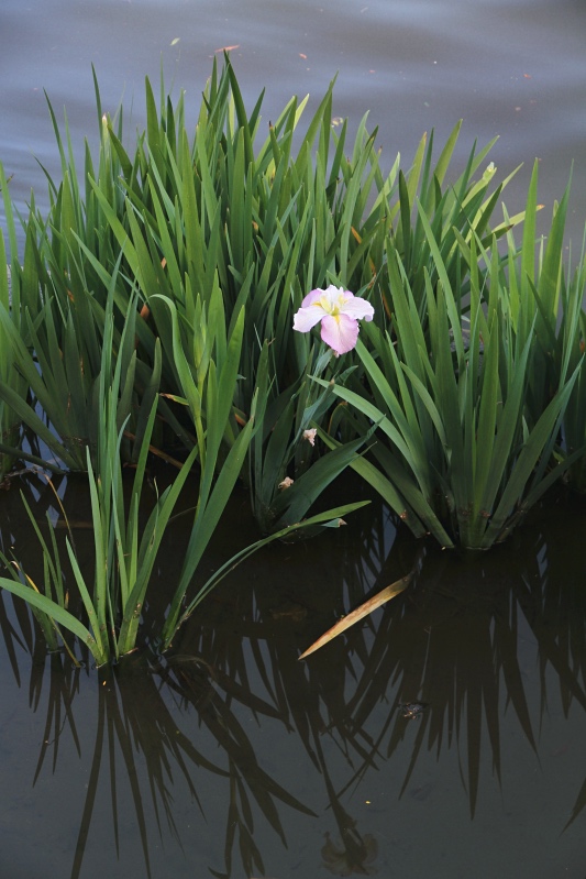 Water iris, Roma St Parklands, Brisbane