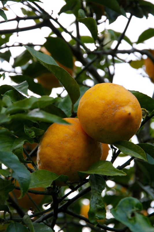 Lemon tree, Far North New Zealand