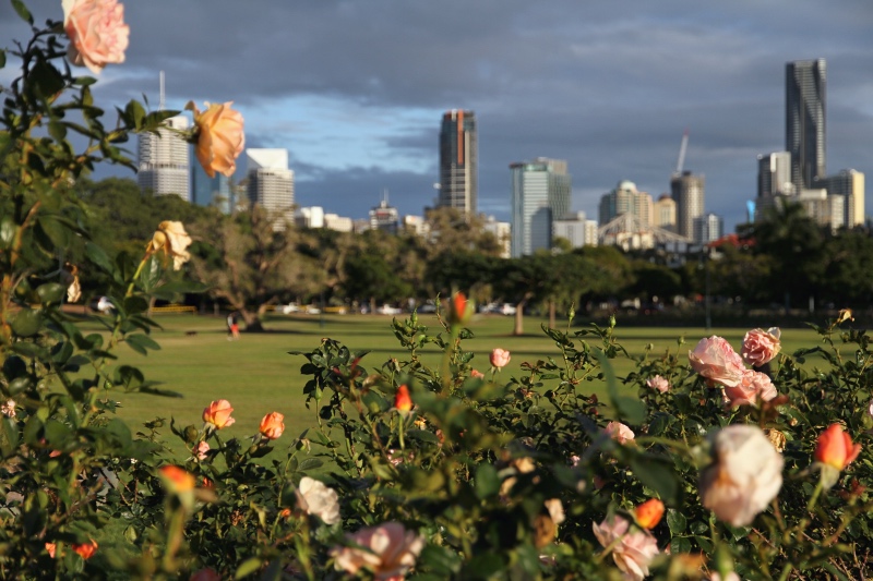 Rose garden in New Farm Park, Brisbane