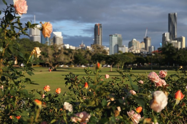 Rose garden in New Farm Park, Brisbane