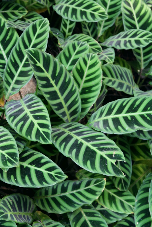 Green striped foliage, Roma St Parklands, Brisbane