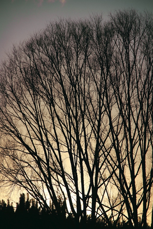 Bare winter branches at sunset, Far North New Zealand